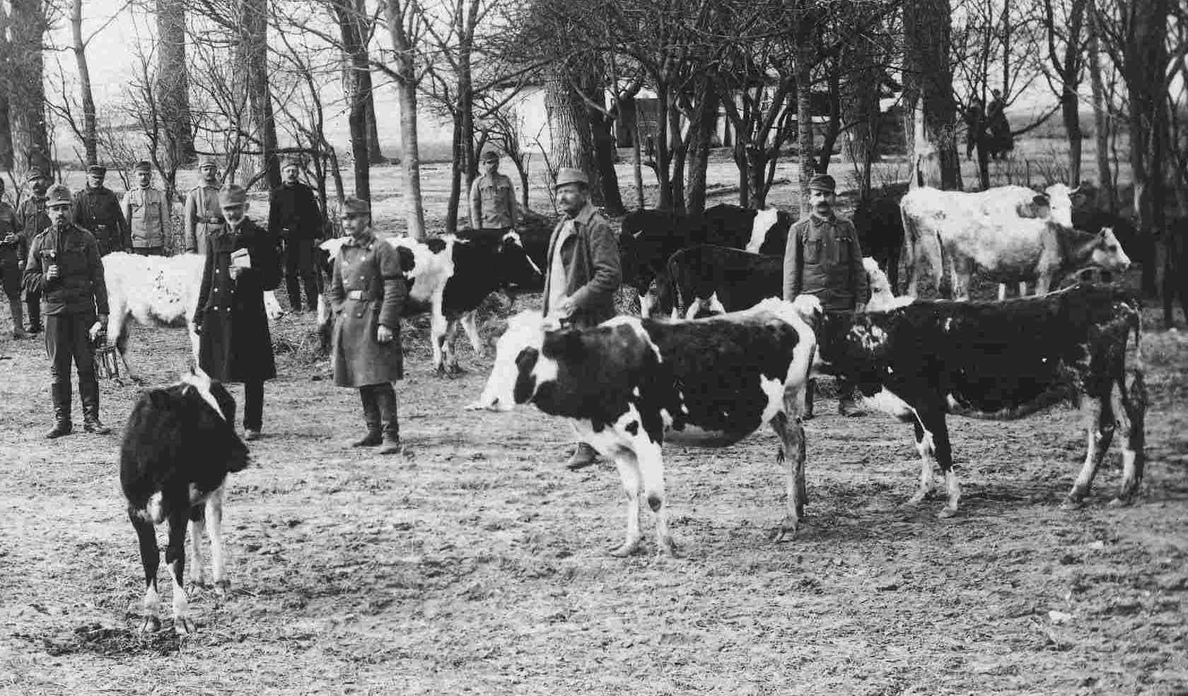 Rewolucja w kuchni i żywieniu